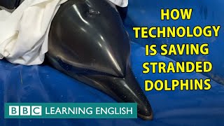 How technology gives beached dolphins a second chance
