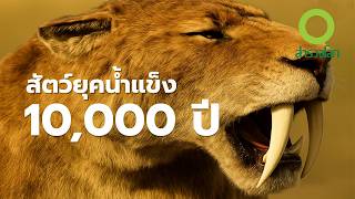 สัตว์ยุคน้ำแข็ง10,000 ปีที่แล้ว | สารคดี สำรวจโลก