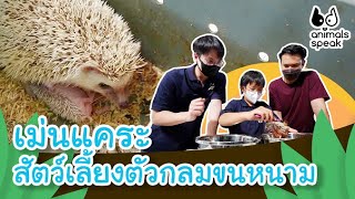 เม่นแคระ สัตว์เลี้ยงตัวกลมขนหนาม | Animals Speak
