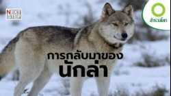 ภารกิจคืนชีพผู้ล่าในตำนาน | สารคดี สำรวจโลก