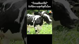 "วัวนมอินทรีย์" วัวที่มีความสุขที่สุดในโลก #Shorts