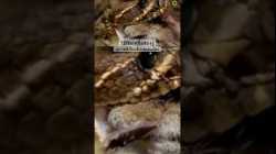 #สารคดี #สำรวจโลก #สารคดีสัตว์ #สารคดีงู #งู