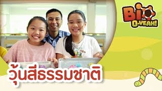 วุ้นสีธรรมชาติ | Bio O-YEAH! [by Mahidol Kids]