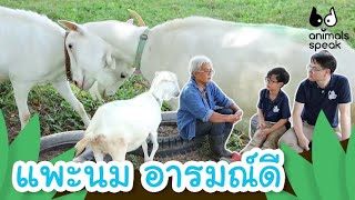แพะนม อารมณ์ดี | Animals Speak