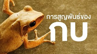 สารคดี สำรวจโลก ตอน การสูญพันธ์ของกบ