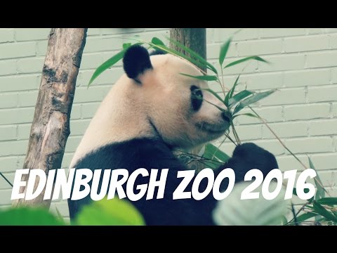 Edinburgh Zoo - Giant Panda, Penguin Parade , Koala and many more