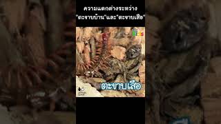 ตะขาบบ้าน VS ตะขาบเสือ #Shorts