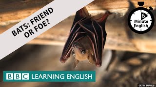 Bats: Friend or foe? - 6 Minute English