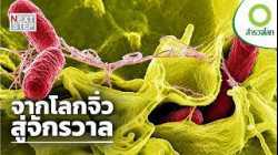ถ้าแบคทีเรียพูดกันได้ พวกมันกำลังสื่อสารเรื่องอะไร? | สารคดี สำรวจโลก ตอน โลกจิ๋วของแบคทีเรีย