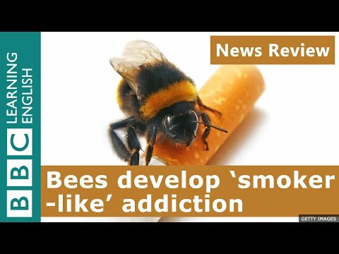 Bees develop smoker-like addiction: News Review