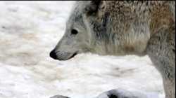 สารคดี สำรวจโลก ตอน สุนัขป่าแห่งรัสเซีย