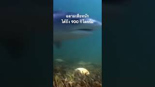#สำรวจโลก #doxzilla #สารคดี #สารคดีสัตว์ #ฉลาม