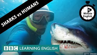 What are more dangerous: sharks or humans? - 6 Minute English