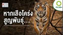 ถ้าวันหนึ่งโลกไม่มีเสือโคร่ง จะเกิดอะไรขึ้นกับธรรมชาติ? | สารคดีสำรวจโลก ตอน เสือโคร่งผู้รักษาสมดุล