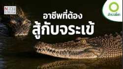 ชีวิตบนเส้นด้าย! เบื้องหลังการเลี้ยงจระเข้กินคนในออสเตรเลีย | สารคดี สำรวจโลก ตอน ล่าไข่ จระเข้