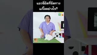 แมวฉี่ผิดที่ผิดทาง แก้ไขอย่างไร? #Shorts