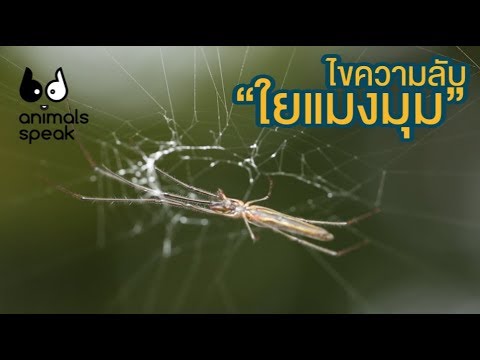 ไขความลับของใยแมงมุม : Animals Speak [by Mahidol]