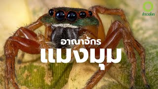 สารคดี สำรวจโลก ตอน อาณาจักรแมงมุม