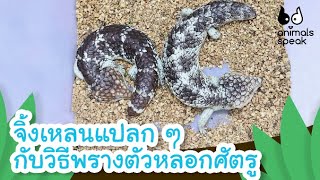 จิ้งเหลนแปลก ๆ กับวิธีพรางตัวหลอกศัตรู | Animals Speak [Mahidol Kids]