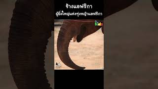 ช้างแอฟริกา ผู้ยิ่งใหญ่แห่งทุ่งหญ้าแอฟริกา #Shorts
