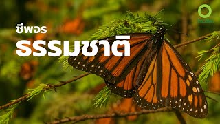 สารคดี สำรวจโลก ตอน ชีพจรธรรมชาติ