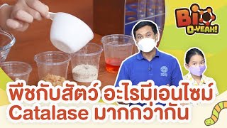 พืชกับสัตว์ อะไรมีเอนไซม์ Catalase มากกว่ากัน | Bio O-YEAH!