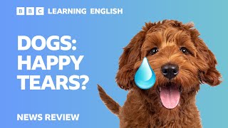 Dogs: Happy tears? - BBC News Review
