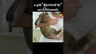 "กระต่าย" อุ้มแบบไหนถึงปลอดภัย? #Shorts