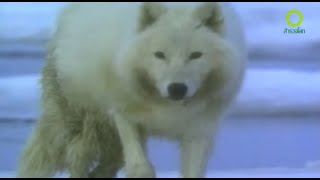 สารคดี สำรวจโลก ตอน สุนัขป่าแห่งขั้วโลกเหนือ