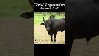 “วัวชน” ลักษณะตามตำรา ต้องดูอะไรบ้าง? #Shorts