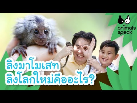 ลิงมาโมเสท ลิงโลกใหม่คืออะไร | Animals Speak [by Mahidol Kids]