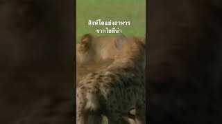ดูวิดีโอเต็ม กดลิ้งค์ created from @nextstepwave #สำรวจโลก #doxzilla #สารคดี #สารคดีสัตว์
