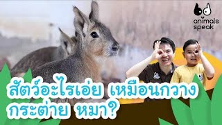 สัตว์อะไรเอ่ย เหมือนกวาง กระต่าย หมา? | Animals Speak [Mahidol Kids]