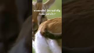 #สำรวจโลก #doxzilla #สารคดี #สารคดีสัตว์