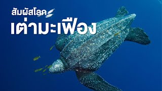 สารคดี สำรวจโลก ตอน สัมผัสโลกเต่ามะเฟือง