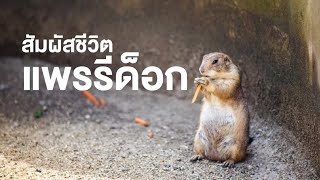 สารคดีสำรวจโลก ตอน สัมผัสชีวิตแพรรีด็อก