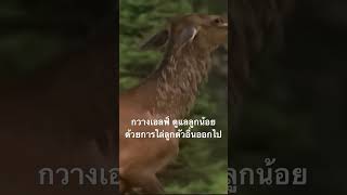 ดูสารคดีเต็ม กด created from @nextstepwave #สำรวจโลก #doxzilla #สารคดี #สารคดีสัตว์โลก