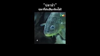 "ปลาม้า" ปลาที่ส่งเสียงร้องได้! #shorts