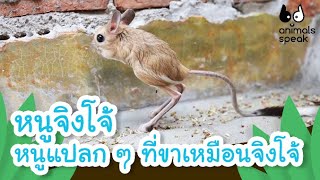 หนูจิงโจ้ หนูแปลก ๆ ที่ขาเหมือนจิงโจ้ | Animals Speak [By Mahidol Kids]