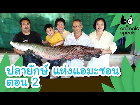 ปลายักษ์ แห่งแอมะซอน ตอน 2 | Animal Speak [by Mahidol Kids]