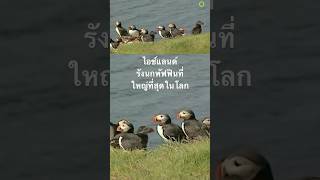 #สำรวจโลก #animals #doxzilla #สารคดี #สารคดีสัตว์ #สารคดีสัตว์ #สารคดีสัตว์โลก #ไอซ์แลนด์ #นกพัฟฟิน