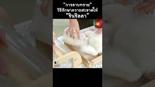 "อาบทราย" ทำความสะอาดให้ "ชินชิลลา" #Shorts