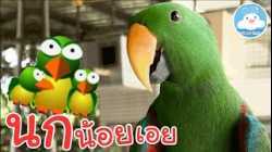 นกแสนรู้ บินมาเกาะมือสุดน่ารัก