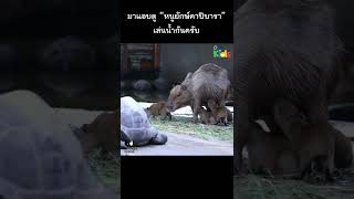มาแอบดู “หนูยักษ์คาปิบารา” เล่นน้ำกันครับ #Shorts