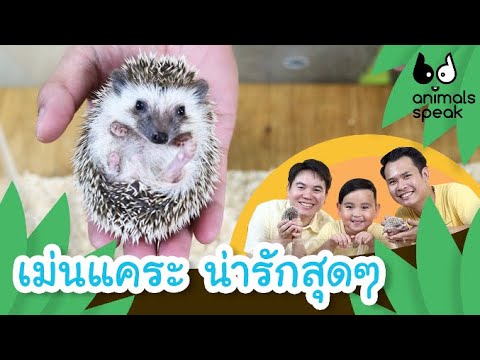 เม่นแคระ น่ารักสุด ๆ | Animals Speak [by Mahidol Kids]
