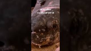 ดูสารคดีเต็ม กด Created from @ #สำรวจโลก #doxzilla #สารคดี #สารคดีสัตว์