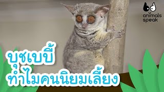 บุชเบบี้ ทำไมคนนิยมเลี้ยง | Animals Speak [By Mahidol Kids]