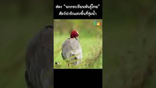 “นกกระเรียนพันธุ์ไทย” สัตว์น่ารักแห่งพื้นที่ชุ่มน้ำ #Shorts