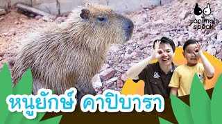 หนูยักษ์ คาปิบารา | Animals Speak [Mahidol Kids]