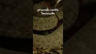 #สำรวจโลก #doxzilla ฟ.ฤๅ#สารคดี #งูหางกระดิ่ง